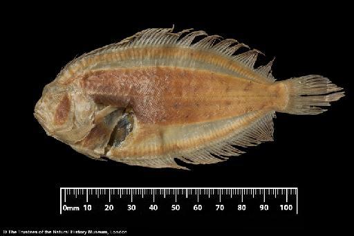 Poecilopsetta colorata Günther, 1880 - BMNH 1879.5.14.97, HOLOTYPE, Poecilopsetta colorata, blind