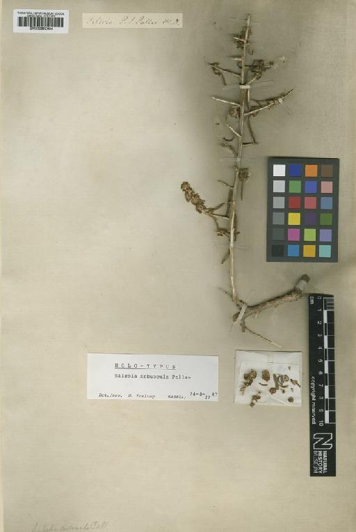 Salsola arbuscula Pall. - BM000950604