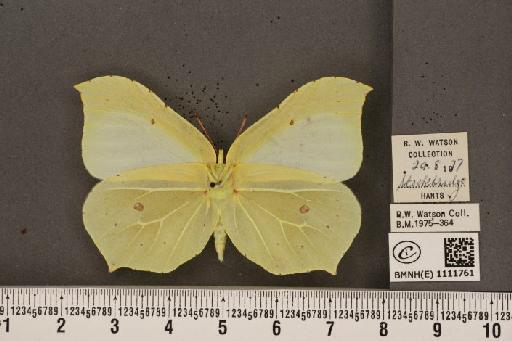 Gonepteryx rhamni rhamni Linnaeus, 1758 - BMNHE_1111761_65379