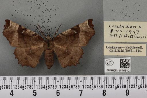 Selenia tetralunaria ab. nigrescens Cockayne, 1949 - BMNHE_1876842_449218
