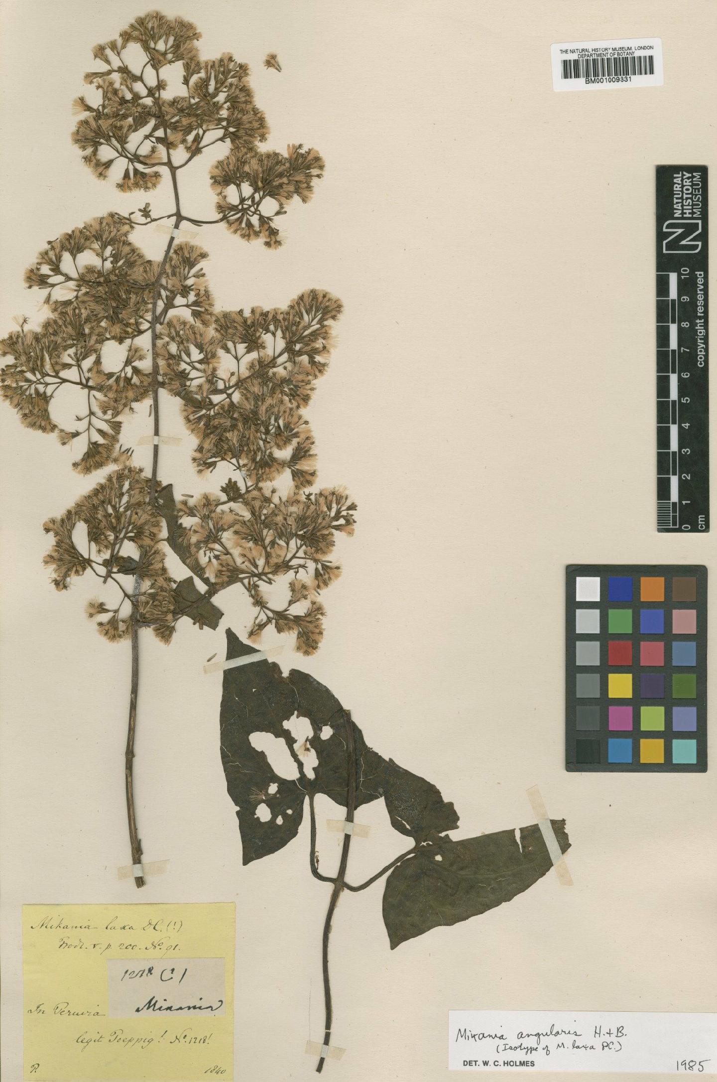 To NHMUK collection (Mikania angularis Bonpl.; Isotype; NHMUK:ecatalogue:572388)