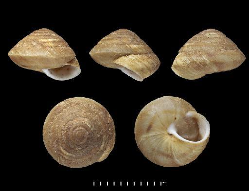 Helix rotula Lowe, 1831 - 1948.7.8.16, SYNTYPE, Helix rotula Lowe, 1831