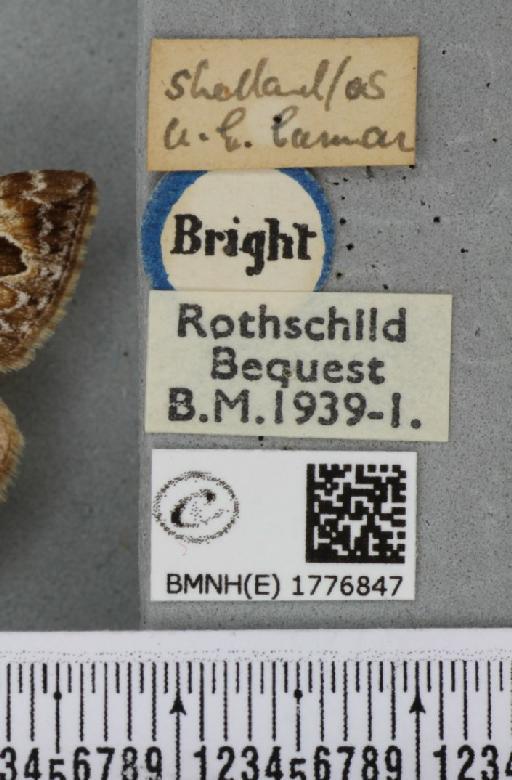 Dysstroma citrata pythonissata (Milliere, 1870) - BMNHE_1776847_label_353547