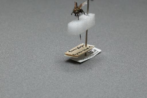 Sarcophaga (Myorhina) nigriventris Meigen, 1826 - 015091644_additional_3