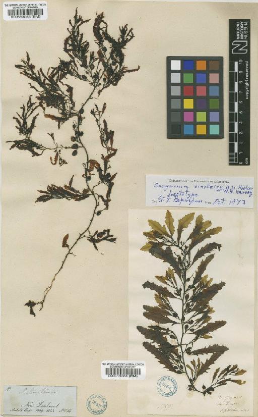 Sargassum sinclairii Hook.f. & Harv. - BM000519551