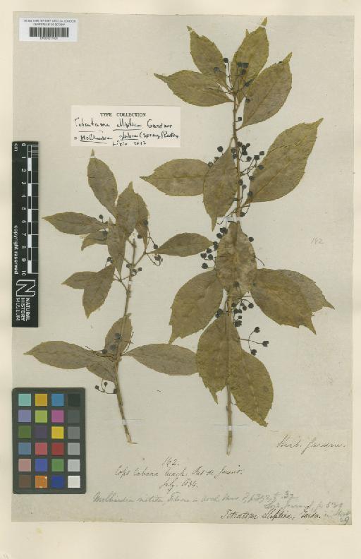 Mollinedia glabra (Spreng.) Perkins - BM001217401