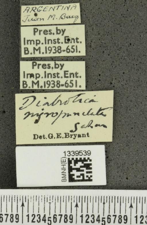 Paranapiacaba duodecimmaculata (Klug, 1829) - BMNHE_1339539_label_22393