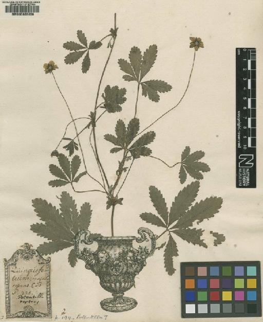 Potentilla reptans L. - BM000628656