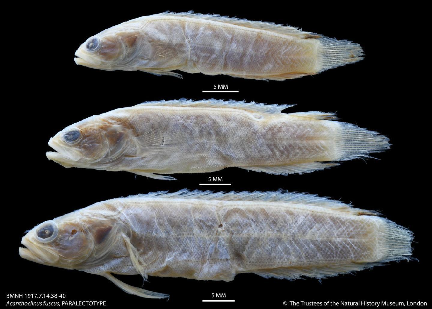 To NHMUK collection (Acanthoclinus fuscus Jenyns, 1842; PARALECTOTYPES; NHMUK:ecatalogue:2502659)