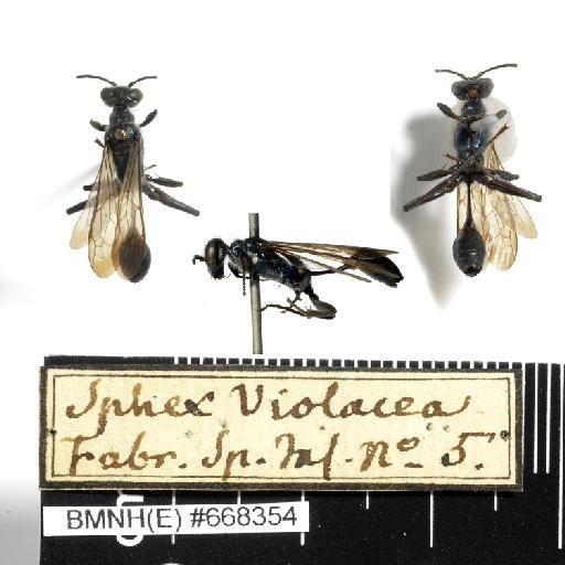 Sphex violacea Fabricius, 1775 - Sphex_violacea-BMNH(E)#668354-habiti