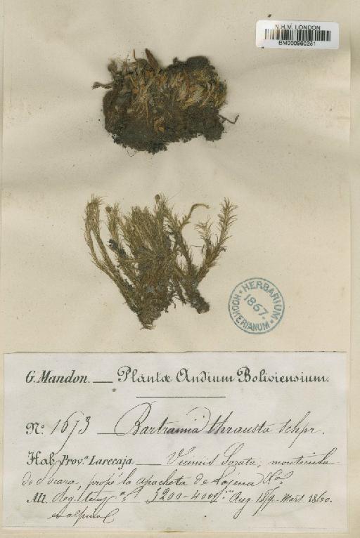 Bartramia thrausta Schimp. ex E.Britton - BM000960251