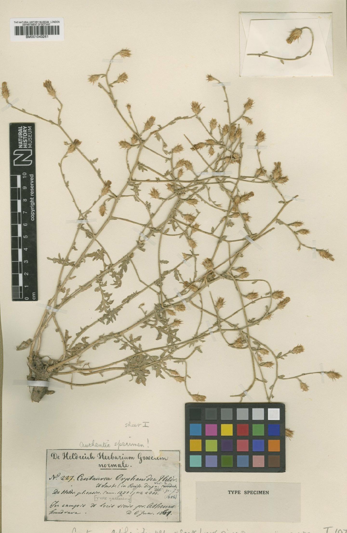 To NHMUK collection (Centaurea orphanidea Heldr.; Type; NHMUK:ecatalogue:1989095)