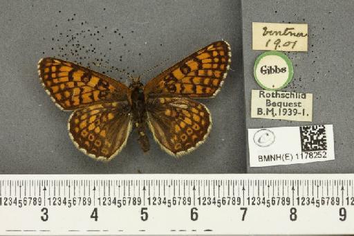 Melitaea cinxia (Linnaeus, 1758) - BMNHE_1178252_55895