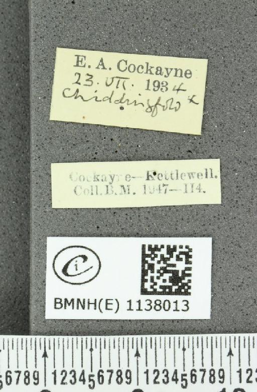 Thecla betulae ab. lineata Tutt, 1907 - BMNHE_1138013_label_95073