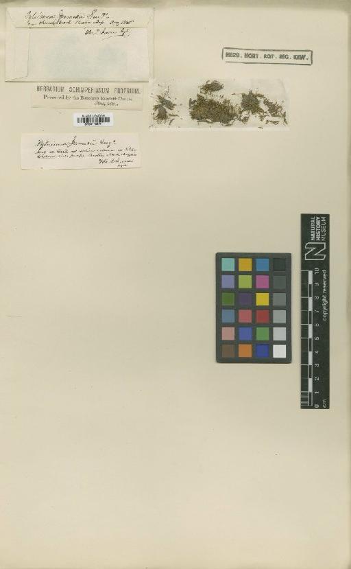 Pylaisia polyantha (Hedw.) Schimp. - BM001108711
