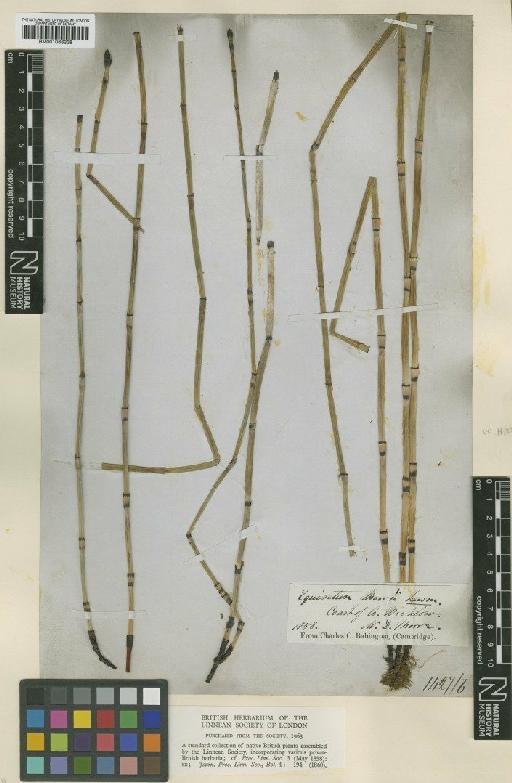 Equisetum × moorei Newman - BM001066238