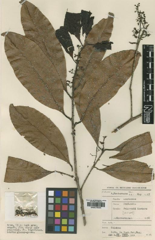 Endiandra sukawesii Kosterm. - BM000799295