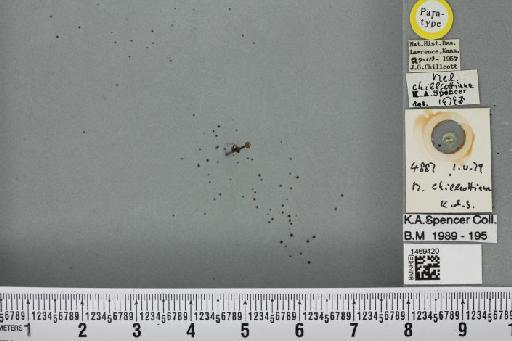 Melanagromyza chillcottiana Spencer, 1986 - BMNHE_1469420_45122