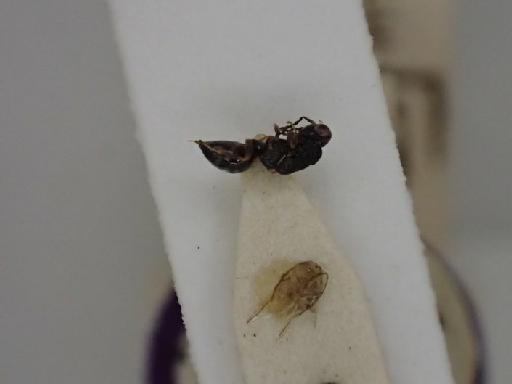 Eurytoma tellis Walker, 1839 - Eurytoma tellis Walker, 1839 NHMUK010198753  5.578