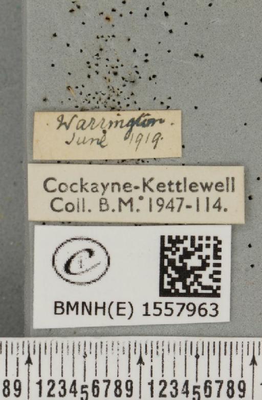 Orgyia recens (Hübner, 1819) - BMNHE_1557963_label_257128