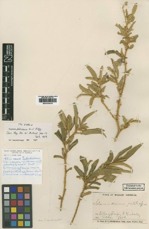 Solanum dioicum W.Fitzg. - BM000846754