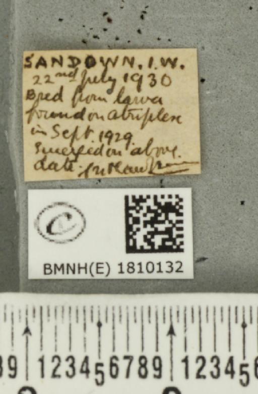 Eupithecia simpliciata (Haworth, 1809) - BMNHE_1810132_label_386096