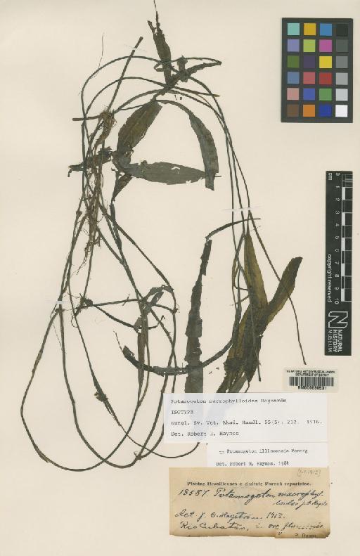 Potamogeton illinoensis Morong - BM000630531
