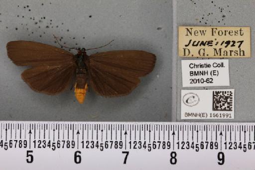 Atolmis rubricollis (Linnaeus, 1758) - BMNHE_1661991_285820