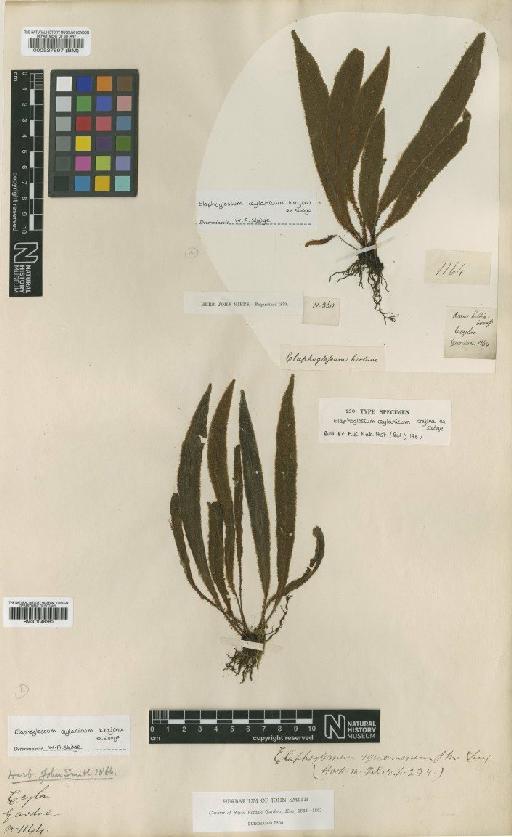 Elaphoglossum ceylanica Krajina ex Sledge - BM001048360