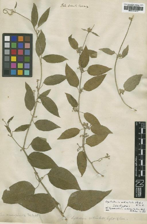 Leptadenia reticulata (Retz.) Wight & Arn. - BM001014232
