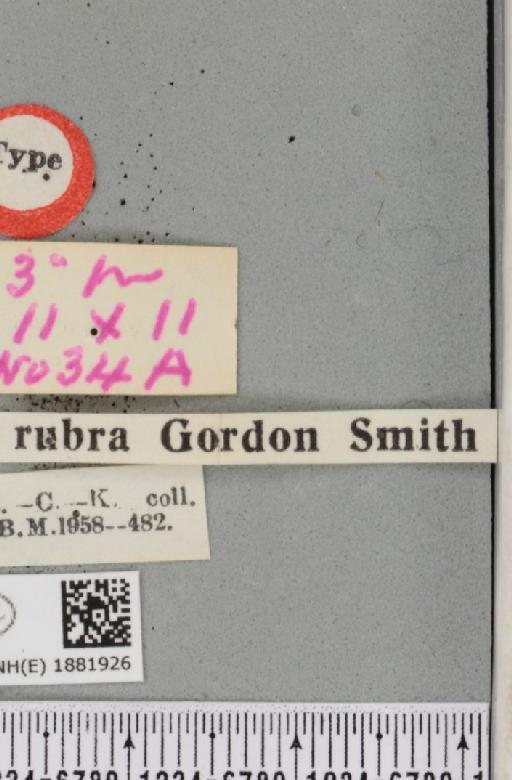 Selenia dentaria ab. rubra Smith, 1950 - BMNHE_1881926_a_label_447581