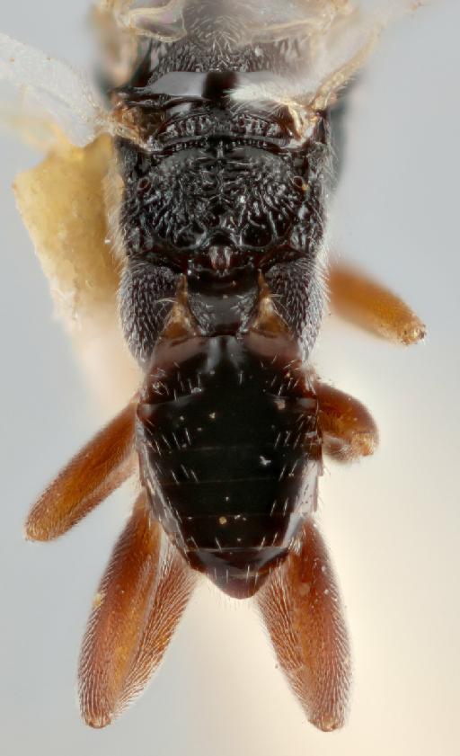 Microgaster lepelleyi Wilkinson, 1934 - 010880785_Microgaster_lepelleyi_propodeum