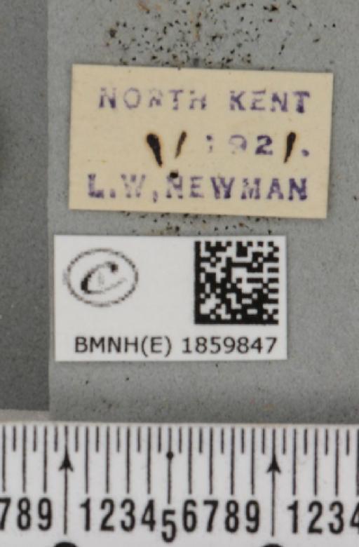 Pseudopanthera macularia (Linnaeus, 1758) - BMNHE_1859847_label_430184