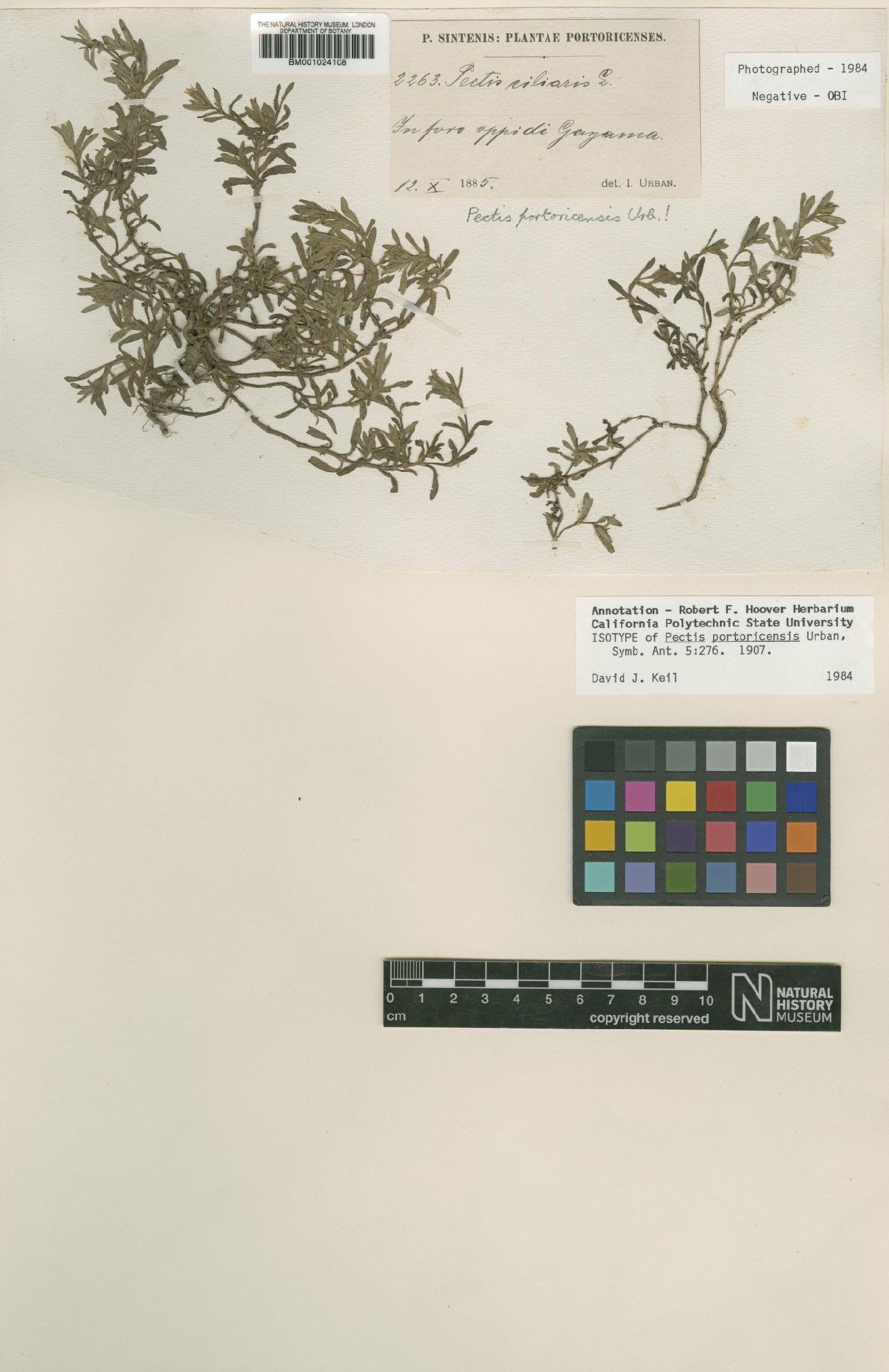 To NHMUK collection (Pectis portoricensis Urb.; Isotype; NHMUK:ecatalogue:622690)