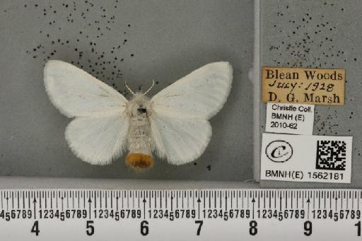 Euproctis similis (Fuessly, 1775) - BMNHE_1562181_254216