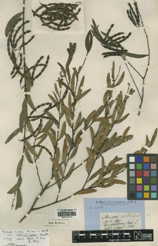 Acacia multisiliqua (Benth.) Maconochie - BM000796741