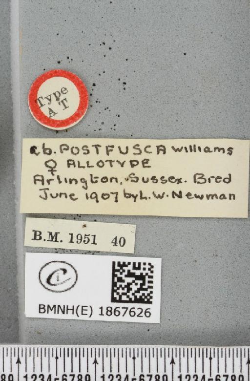 Angerona prunaria ab. postfusca Williams, 1947 - BMNHE_1867626_label_439871