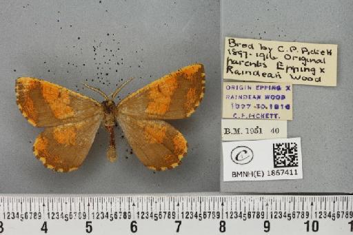 Angerona prunaria ab. pickettaria Prout, 1903 - BMNHE_1867411_439648