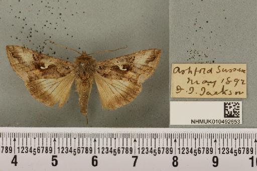 Autographa gamma (Linnaeus, 1758) - NHMUK_010492653_548318