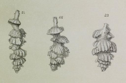 Uvigerina porrecta Brady, 1879 - ZF2576_74_21-23_Siphouvigerina_porrecta.jpg