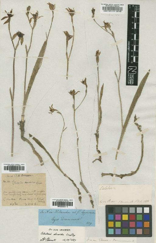 Caladenia discoidea Lindl. - BM000990414