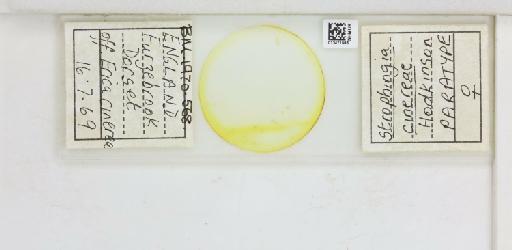 Strophingia cinerea Hodkinson, 1971 - 013471586_117219_1146780_835815_Type