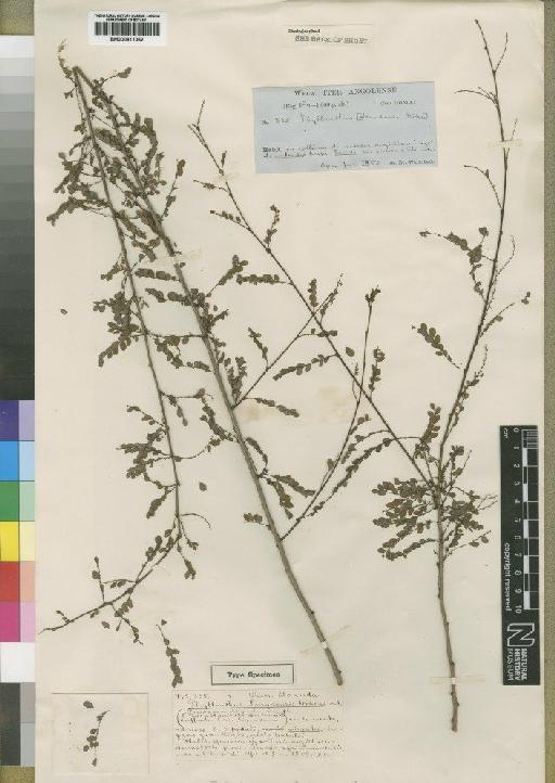 Phyllanthus loandensis - BM000911062