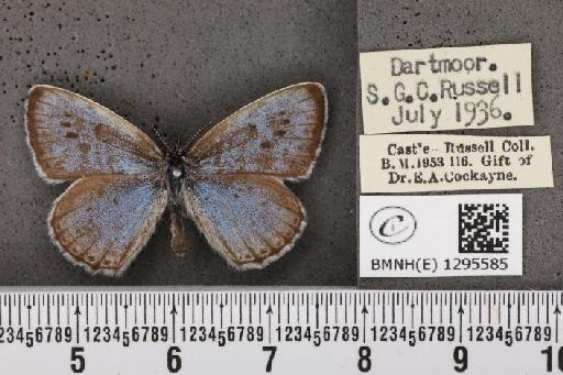 Maculinea arion eutyphron (Fruhstorfer, 1915) - BMNHE_1295585_133351