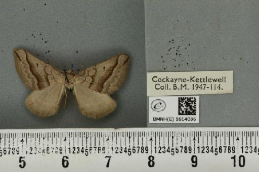 Scotopteryx mucronata umbrifera (Heydemann, 1925) - BMNHE_1614086_303458