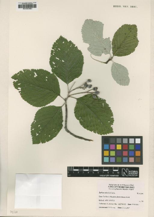 Sorbus aria (L.) Crantz - BM000954684