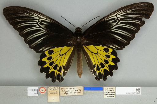 Troides helena heliconoides Moore, 1877 - 013606502__599288