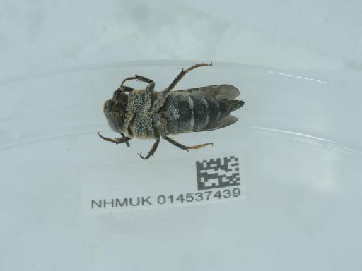 Coelioxys (Coelioxys) conoidea (Illiger, 1806) - 014537439_3