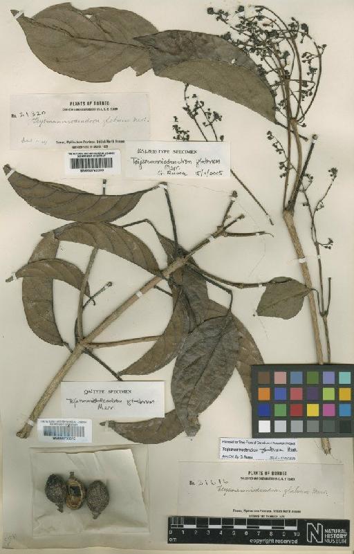 Teijsmanniodendron glabrum Merr. - BM000793309