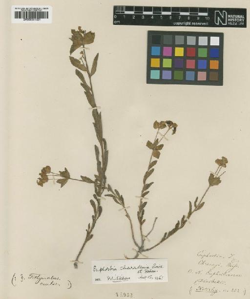 Euphorbia cheiradenia Boiss. & Hohen. - BM000951551